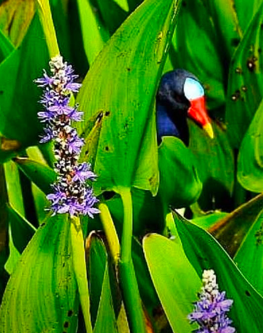 Peeking Through the Reeds