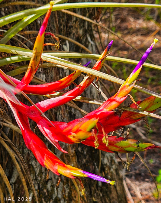 Nature's fiery embrace.