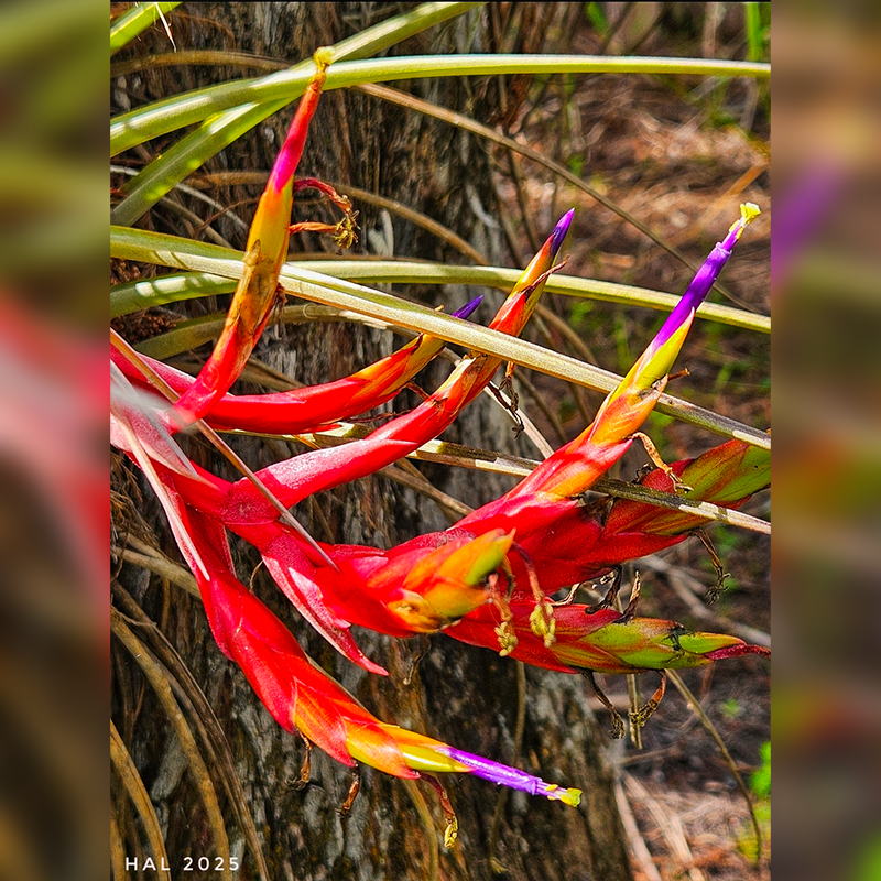 Nature's fiery embrace.