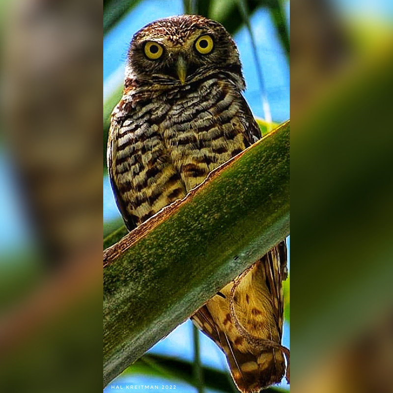 Wise eyes of the forest.
