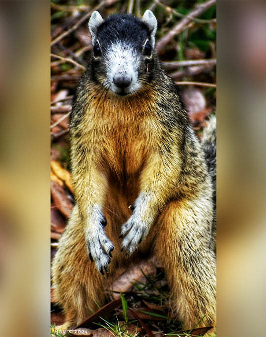 Nature's tiny guardian.