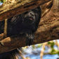 Peek-a-boo from the trees.