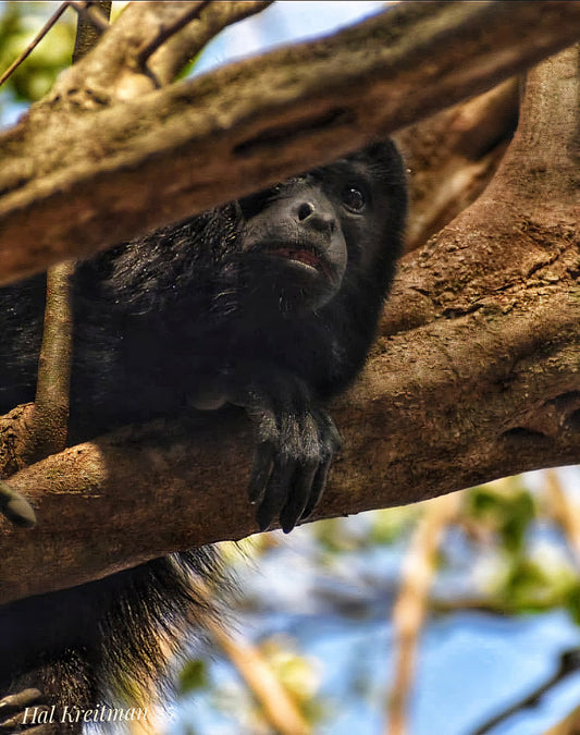 Peek-a-boo from the trees.