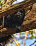 Peek-a-boo from the trees.