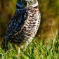 Wise eyes and feathered.