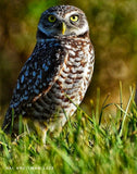 Wise eyes and feathered.