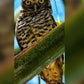Wise eyes of the forest.