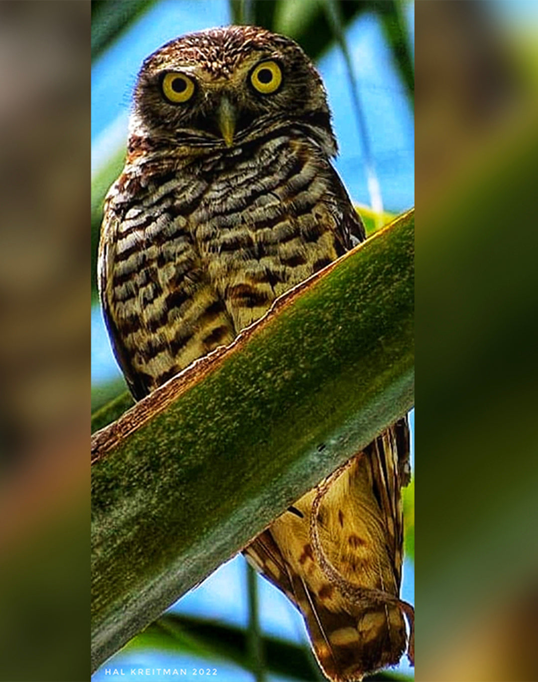 Wise eyes of the forest.