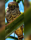 Wise eyes of the forest.
