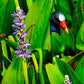 Peeking Through the Reeds
