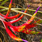 Nature's fiery embrace.