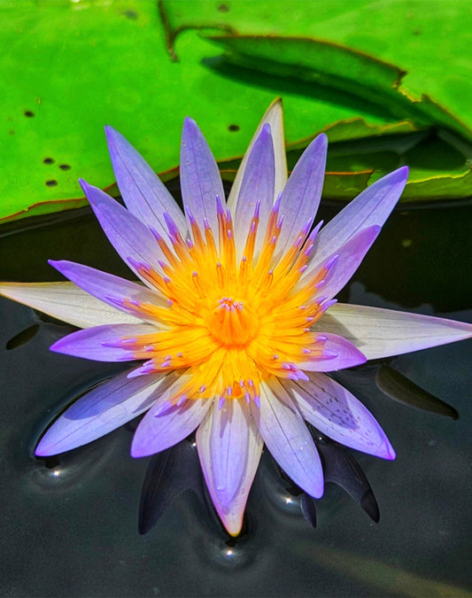 Floating serenity.