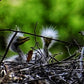 The Understory