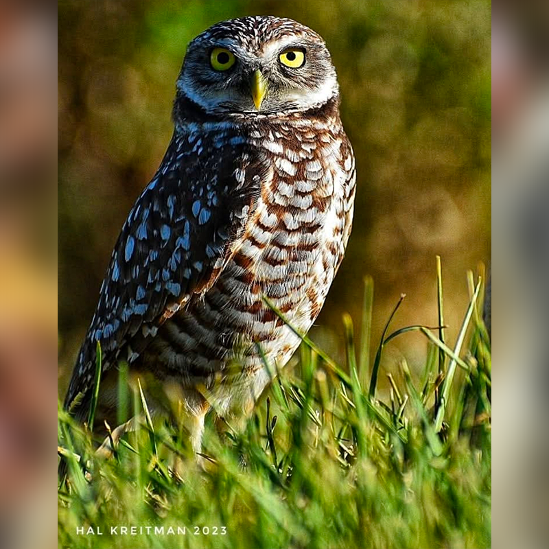 Wise eyes and feathered.