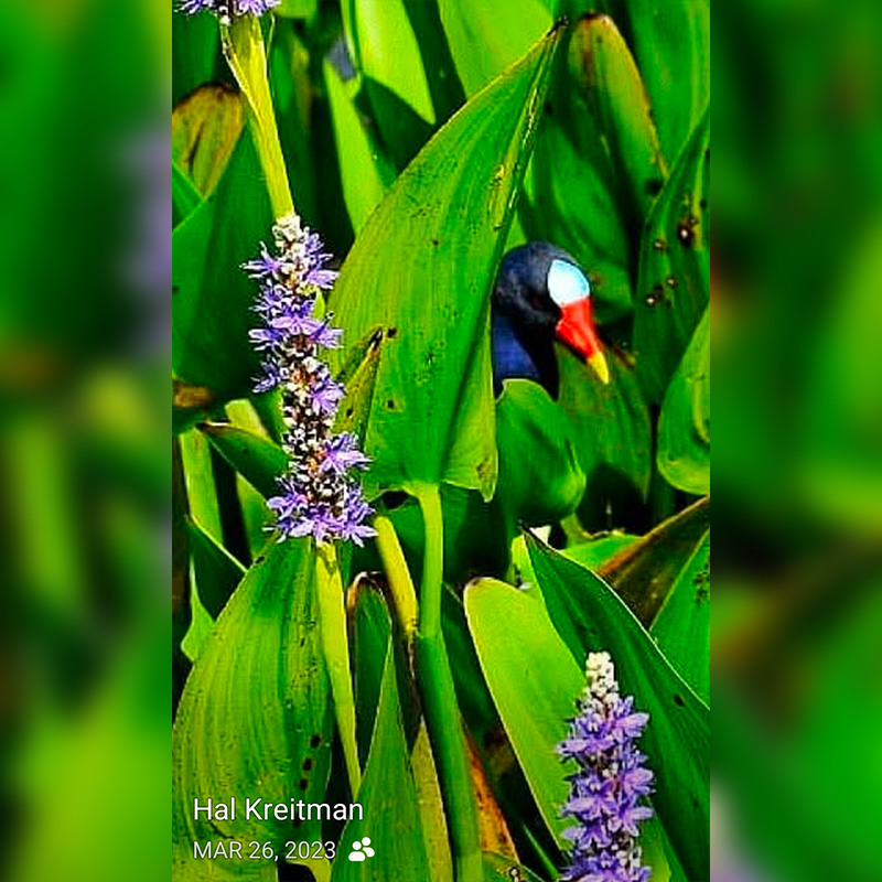 Peeking Through the Reeds