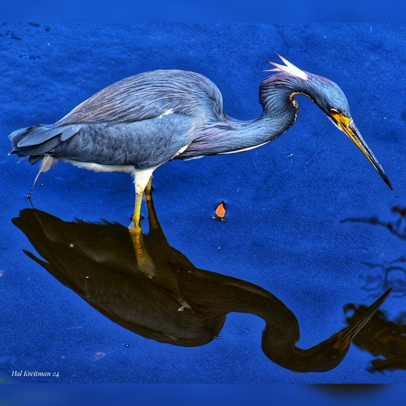 Nature's art in motion.