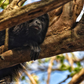 Peek-a-boo from the trees.