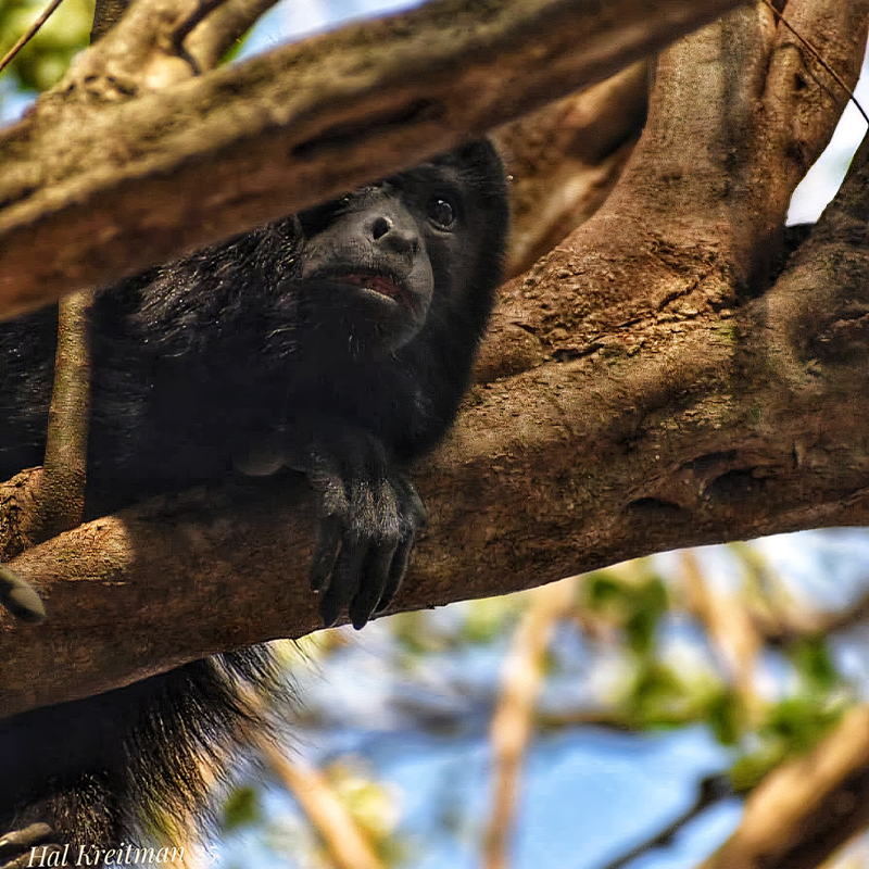 Peek-a-boo from the trees.